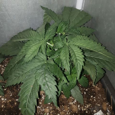 Chocolate Skunk CBD growlog timeline photo