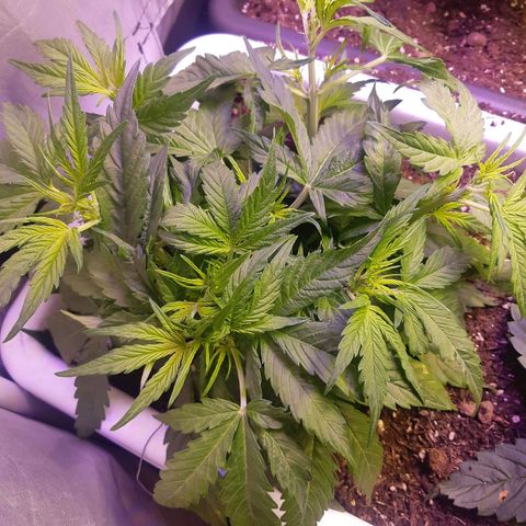710 stilton aka cheese growlog photo: Segni fioritura, non ho switchato orario
