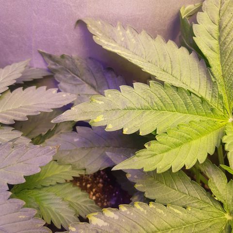 Chocolate Skunk CBD growlog photo: Non capisco cosa siano ste macchie