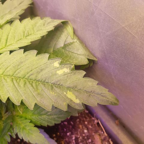 Chocolate Skunk CBD growlog photo: Non capisco cosa siano ste macchie