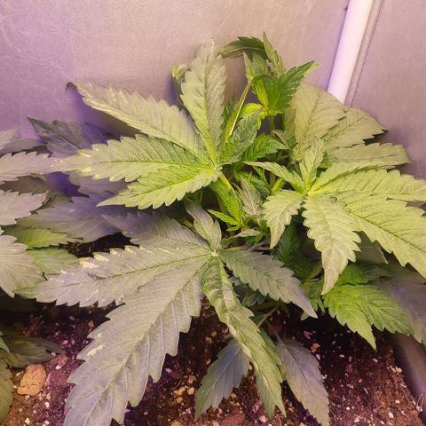 Chocolate Skunk CBD growlog photo: Non capisco cosa siano ste macchie