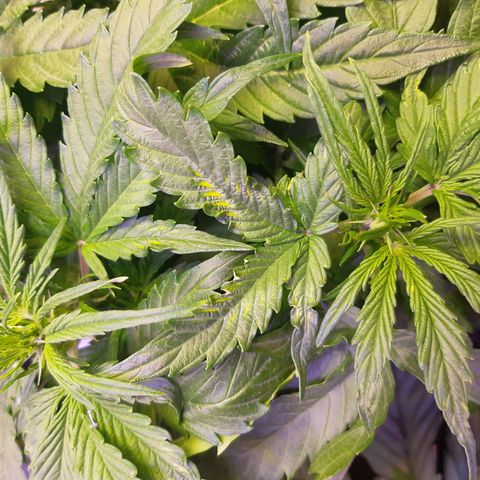 710 stilton aka cheese growlog timeline photo