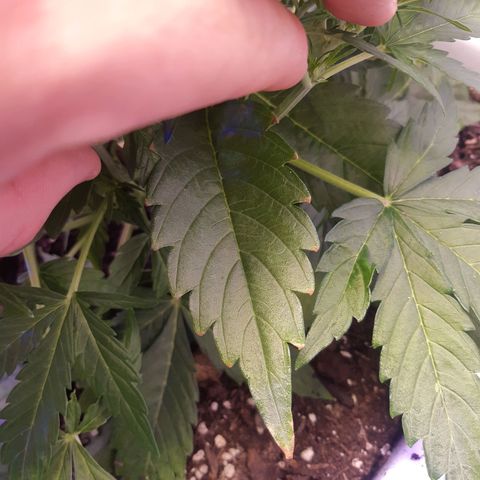 710 stilton aka cheese growlog timeline photo