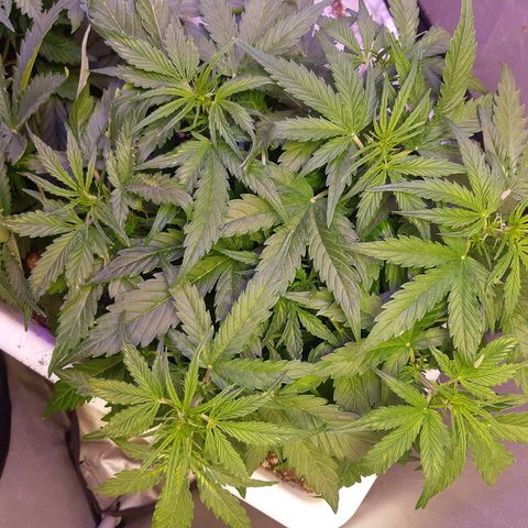 710 stilton aka cheese growlog timeline photo
