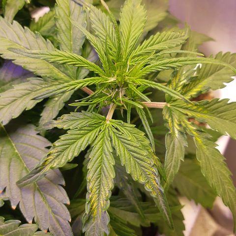 710 stilton aka cheese growlog timeline photo