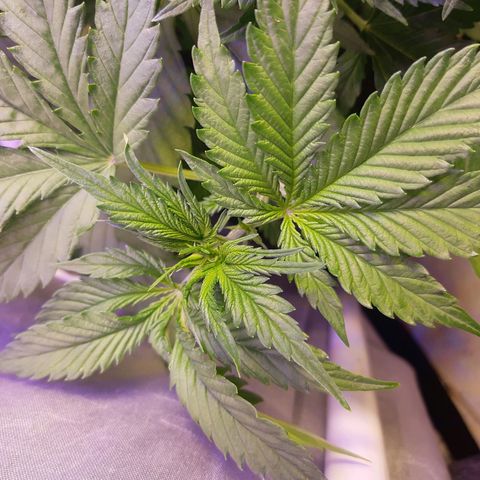 Banana Bomb growlog timeline photo