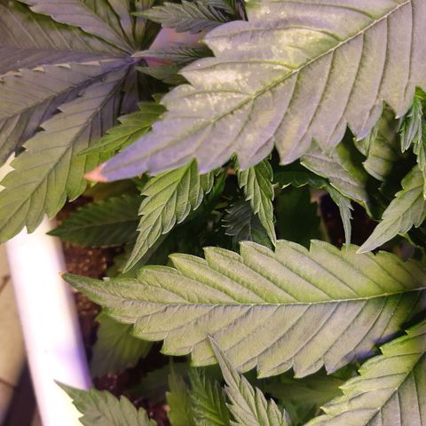 Banana Bomb growlog timeline photo