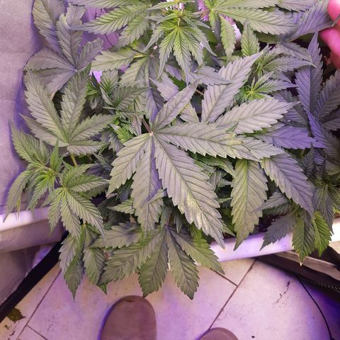 Banana Bomb growlog timeline photo