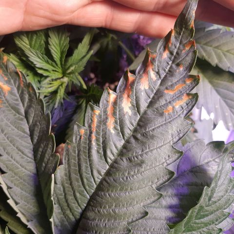 Chocolate Skunk CBD growlog timeline photo
