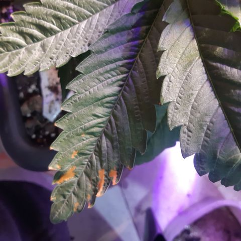 Chocolate Skunk CBD growlog timeline photo