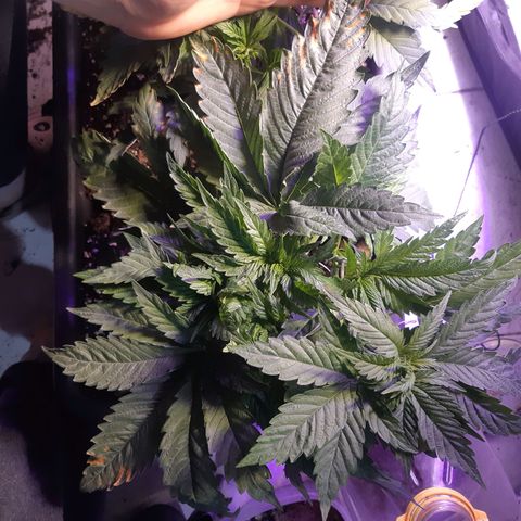 Chocolate Skunk CBD growlog timeline photo