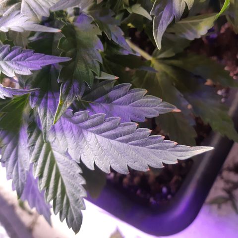Pisthash growlog timeline photo