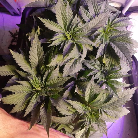 Pisthash growlog timeline photo