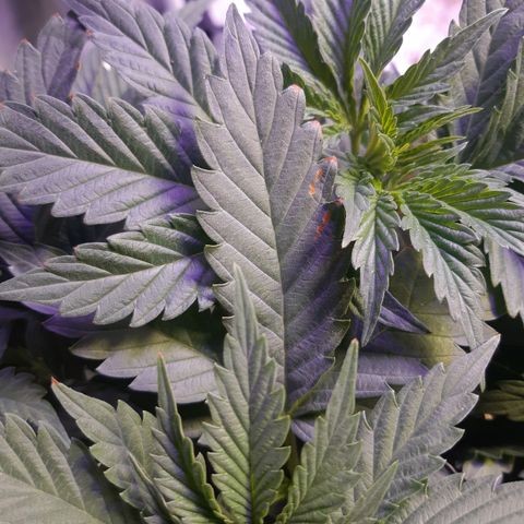 Pisthash growlog timeline photo
