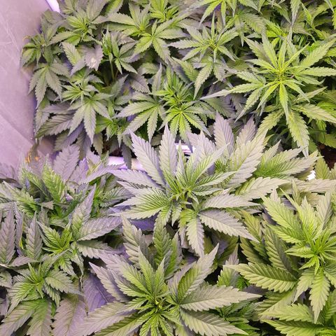 710 stilton aka cheese growlog photo: Sembrano essersi stabilizzate dopo il flush