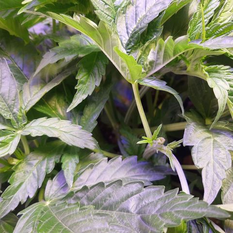 Pisthash growlog timeline photo