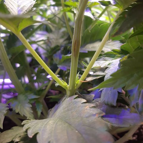 Pisthash growlog timeline photo