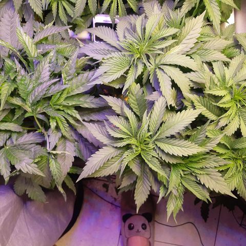 Pisthash growlog timeline photo