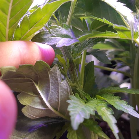 Pisthash growlog timeline photo
