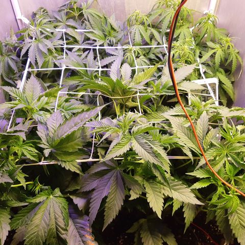710 stilton aka cheese growlog timeline photo