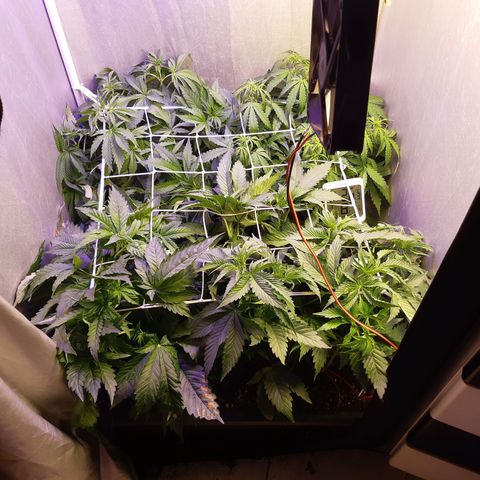 710 stilton aka cheese growlog timeline photo