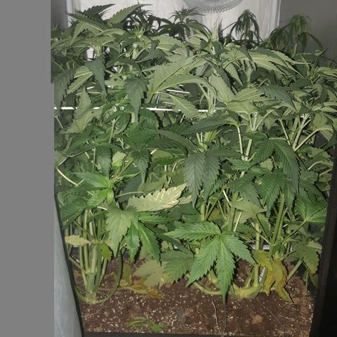 710 stilton aka cheese growlog photo: Switch fioritura 12/12