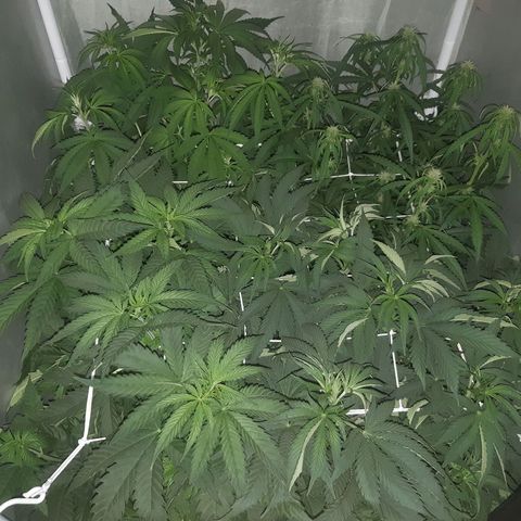 710 stilton aka cheese growlog photo: Switch fioritura 12/12