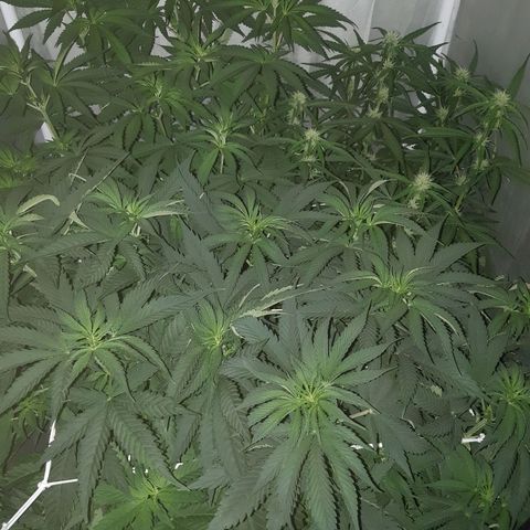 710 stilton aka cheese growlog timeline photo