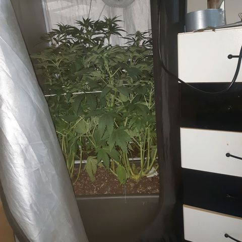 710 stilton aka cheese growlog timeline photo