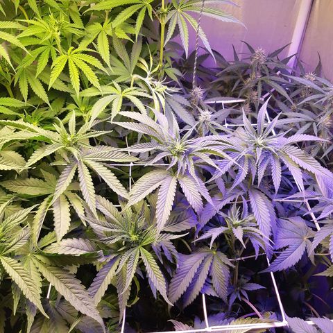 710 stilton aka cheese growlog photo: Carenza di acqua