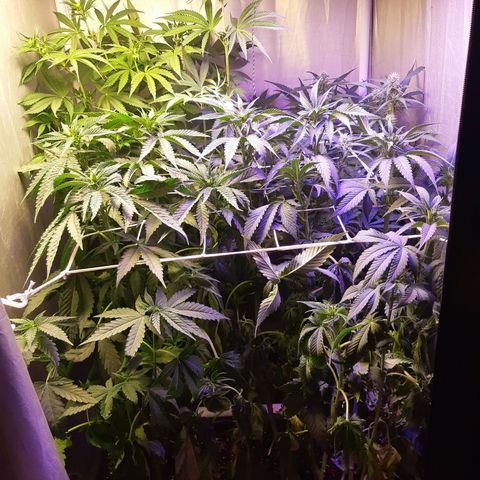 710 stilton aka cheese growlog photo: Carenza di acqua