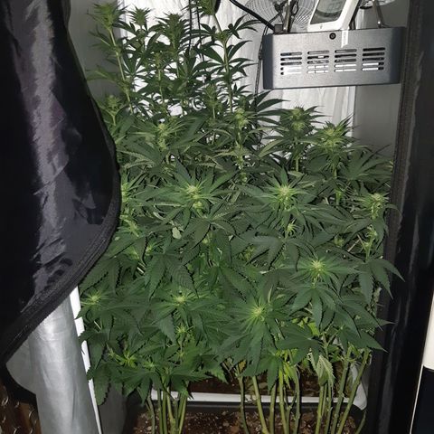 710 stilton aka cheese growlog timeline photo