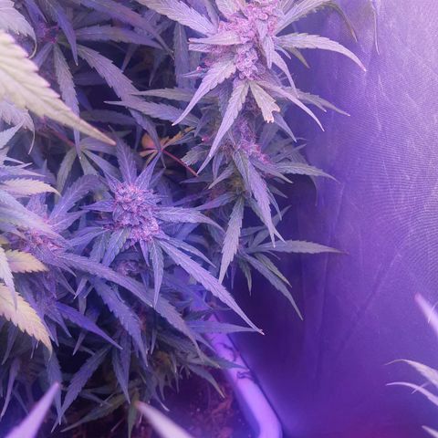710 stilton aka cheese growlog timeline photo
