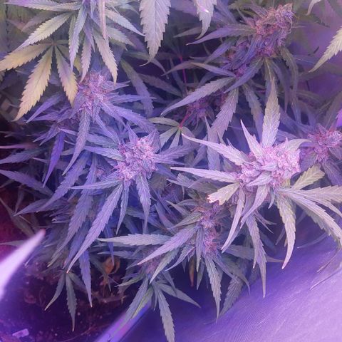 710 stilton aka cheese growlog timeline photo