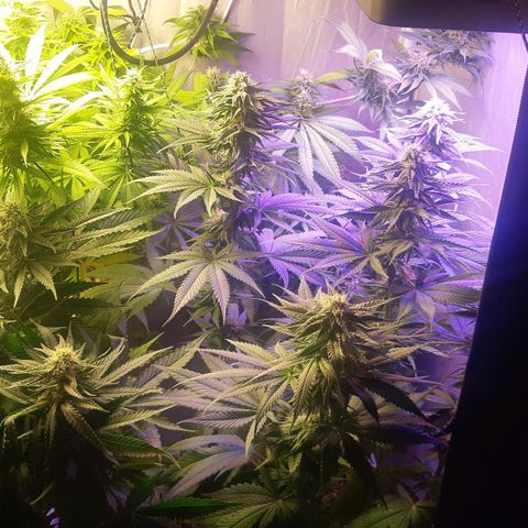 710 stilton aka cheese growlog timeline photo