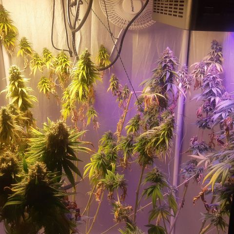 710 stilton aka cheese growlog timeline photo