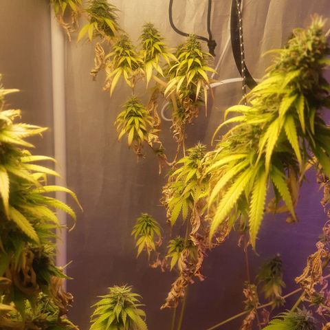 710 stilton aka cheese growlog timeline photo