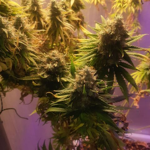 710 stilton aka cheese growlog timeline photo