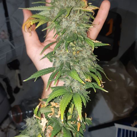 Chocolate Skunk CBD growlog timeline photo