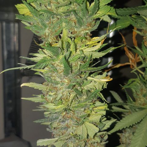 Chocolate Skunk CBD growlog timeline photo