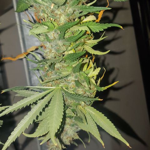 Chocolate Skunk CBD growlog timeline photo