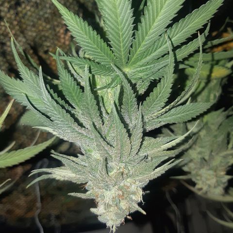 Pisthash growlog timeline photo