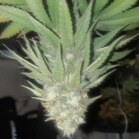 Pisthash growlog timeline photo