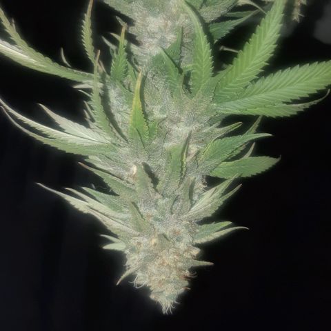 Pisthash growlog timeline photo