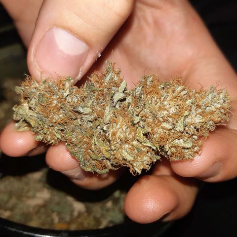 Chocolate Skunk CBD growlog photo: Molto felice del risultato, la rifarei