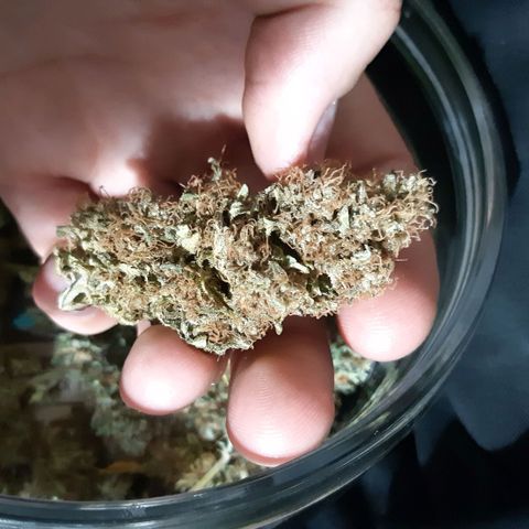 Chocolate Skunk CBD growlog photo: Molto felice del risultato, la rifarei