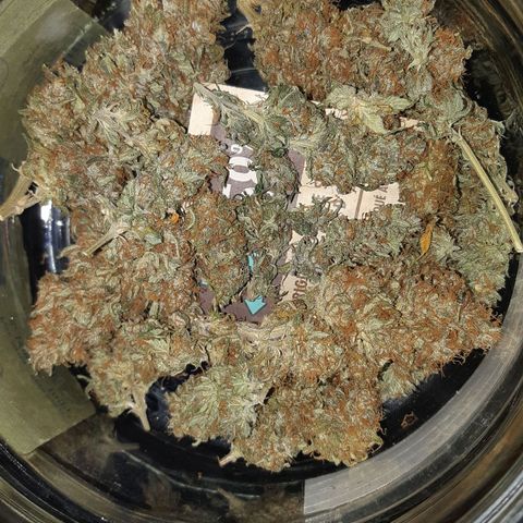 Chocolate Skunk CBD growlog photo: Molto felice del risultato, la rifarei