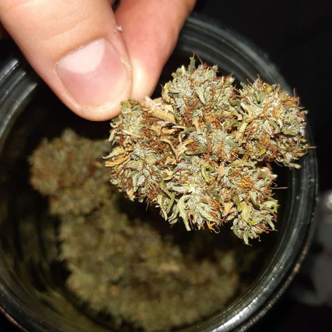 Banana Bomb growlog photo: Deludente compattezza e aspetto dei fiori, però ha subito carenze lungo tutta la fioritura. Secondo me da rifare con più cure perché ne ho prodotta molta