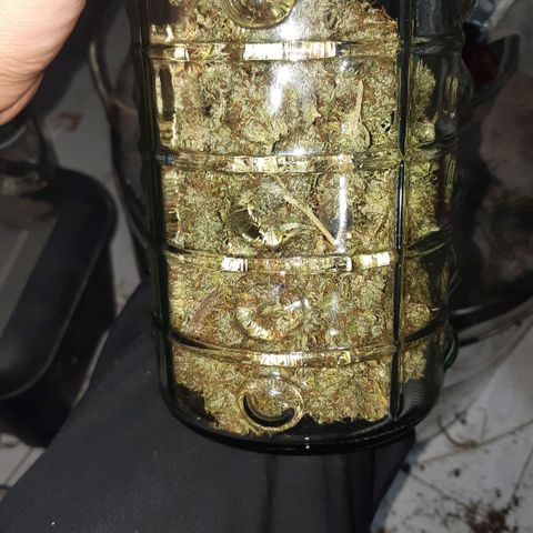 Banana Bomb growlog photo: Deludente compattezza e aspetto dei fiori, però ha subito carenze lungo tutta la fioritura. Secondo me da rifare con più cure perché ne ho prodotta molta