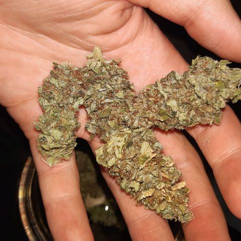 Pisthash growlog photo: Fiori top qualità sia per compattezza sia per tricomi. Molto bella, la rifarei sicuramente